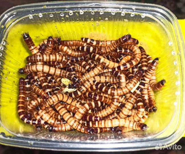 Зофобас, живой корм