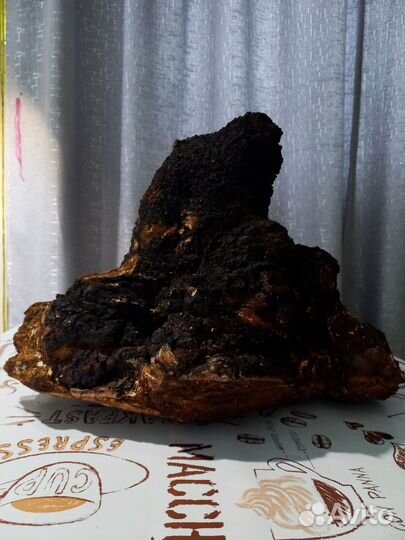 Чага чаге рознь