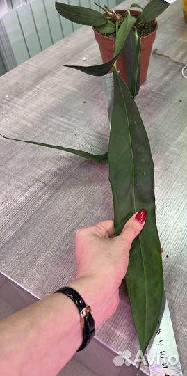 Антуриум Wendlingeri