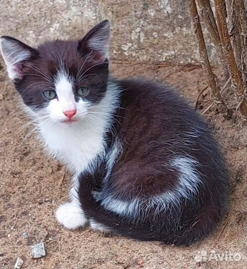 Котенок в добрые руки