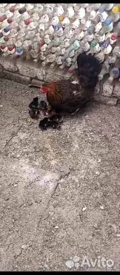 Клушка с цыплятами