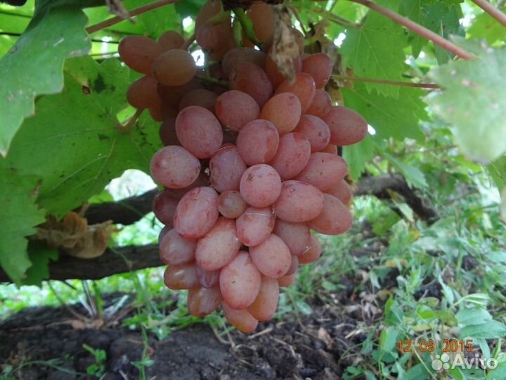 Саженцы винограда столовых и винных сортов