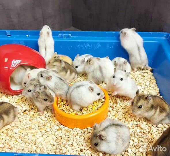 Джунгарский хомяк