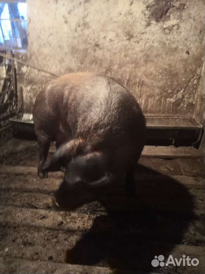 Продам на мясо свиноматку