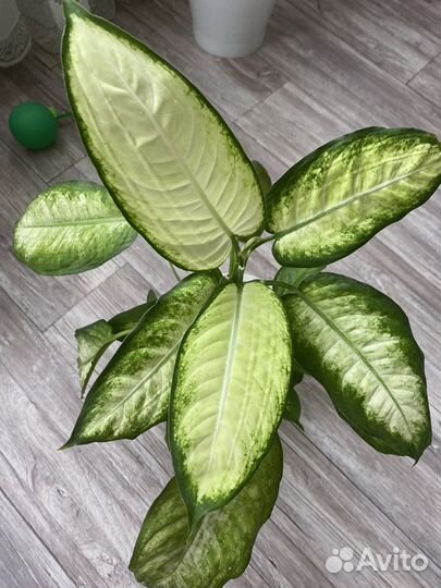 Диффенбахия камилла