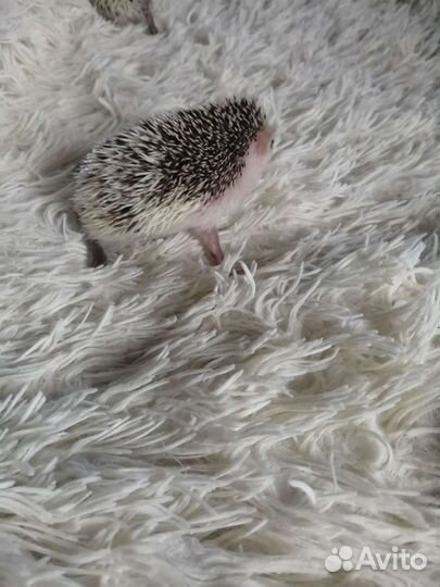 Африканский ежик