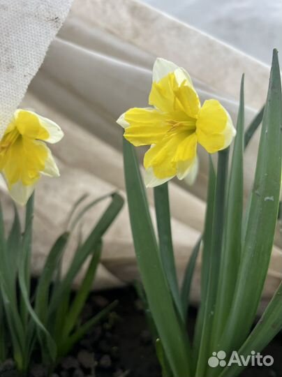 Луковицы нарциссов
