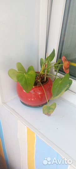 Цветок мужское счастье спатифилион