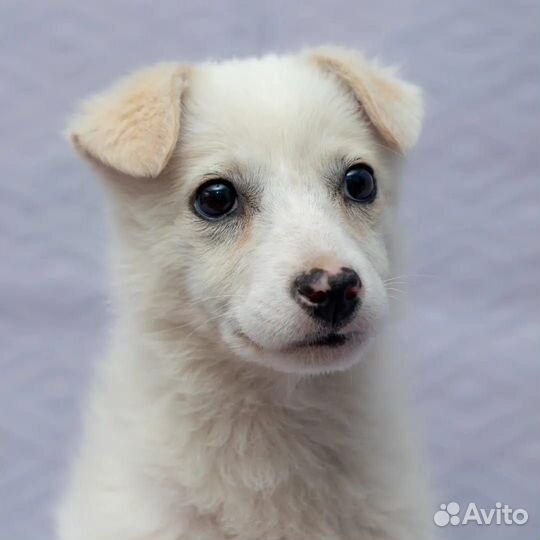 Белочка - блондиночка