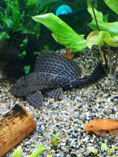 Сом птеригоплихт