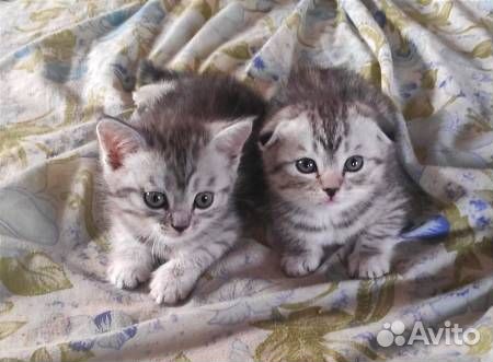 Шотландские котята