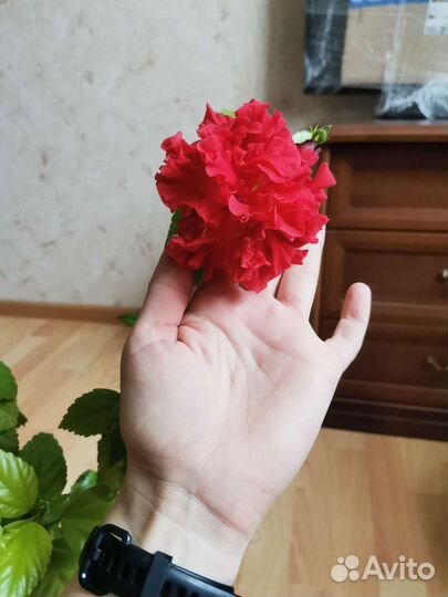 Гибискус. Цена за все