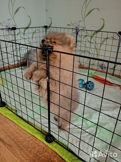 Вольер - клетка для собак