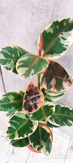 Фикусы сортовые