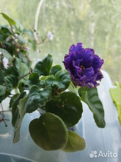 Сортовые фиалки цветущие