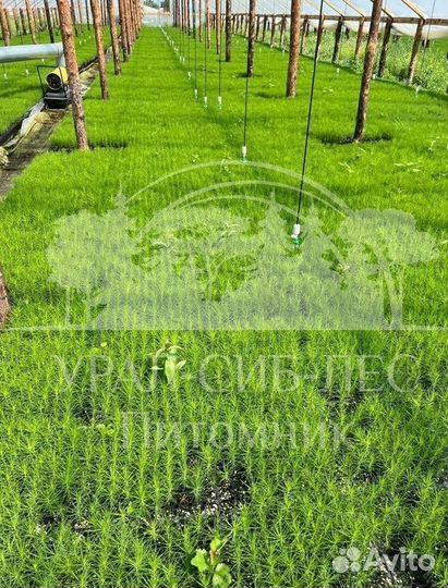 Голубая ель зкс сеянцы