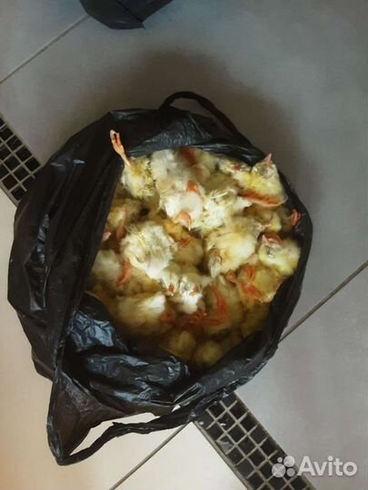 Цыплята суточные фабричные кормовые замороженные