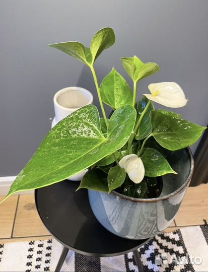 Антуриум white