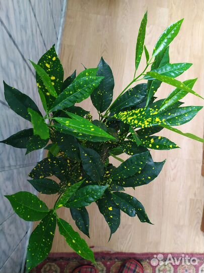 Кротон,Звёздная пыль