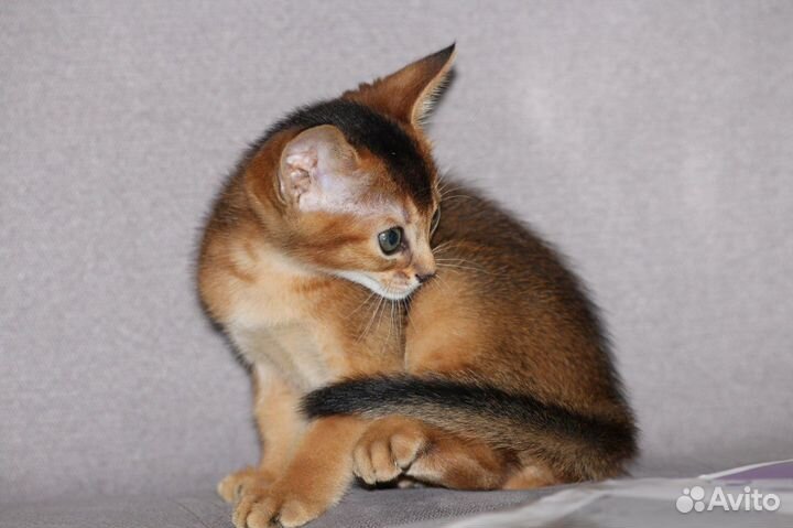Абиссинский кот вязка