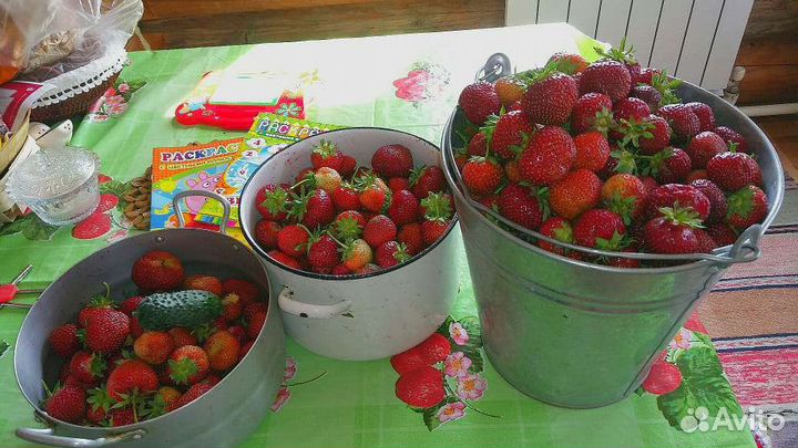 Рассада клубники