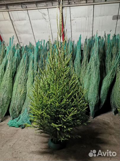 Живые елки оптом, ёлка оптом, ель живая новогодняя