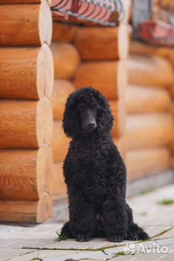 Королевский пудель