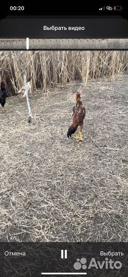 Бойцовая птица