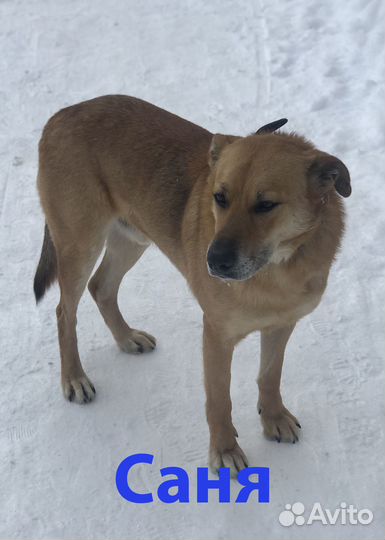 Четыре мушкетера в поисках любви