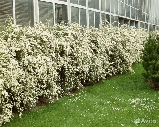 Спирея Вангутта