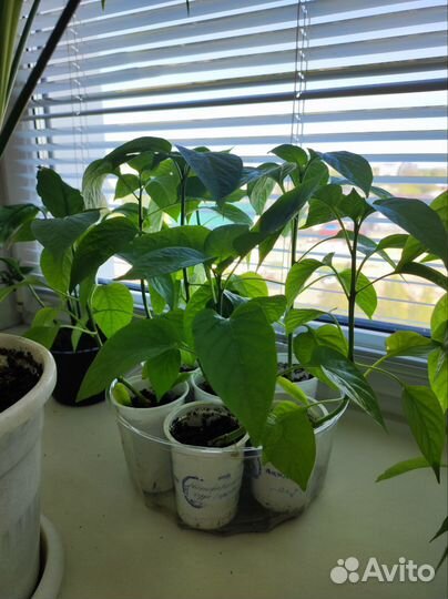 Рассада перцев жёлтых и красных