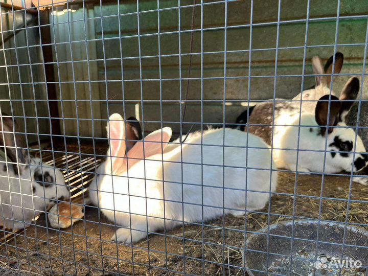 Кролики (самки)