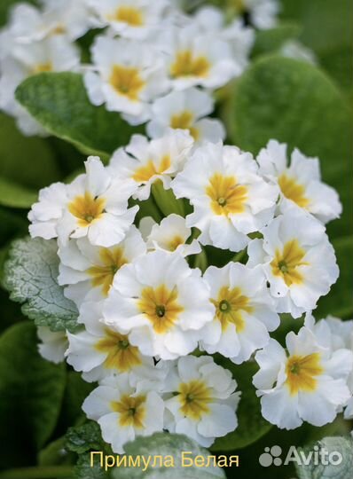 Камнеломка Аренда, Примула, Купальница