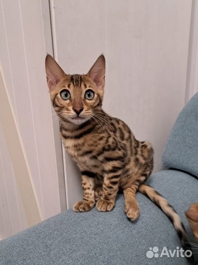 Бенгальские котята