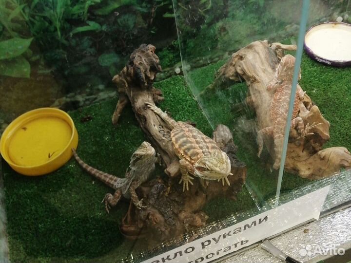 Насекомые кормовые