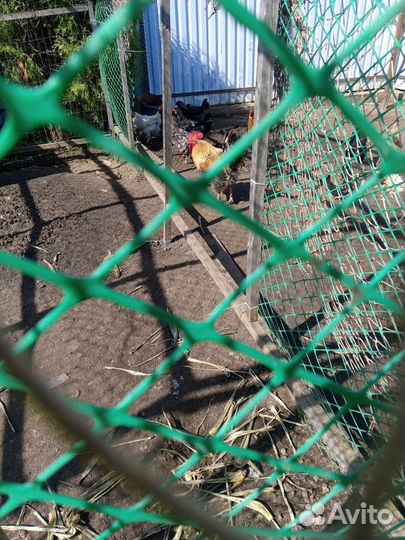 Семья курочек с петушком