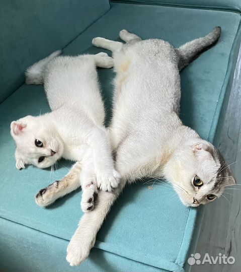 Котята скотиш фолд