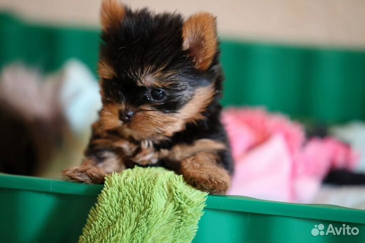 Эксклюзив шедевр микро девочка