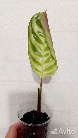 Ктенанта бурле-макс