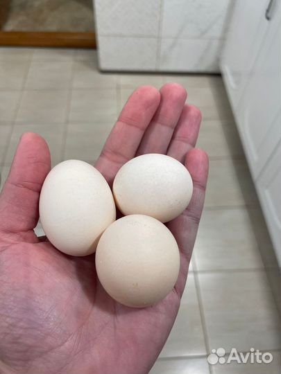 Яйца инкубационные, цыплята карликовый кохинхин