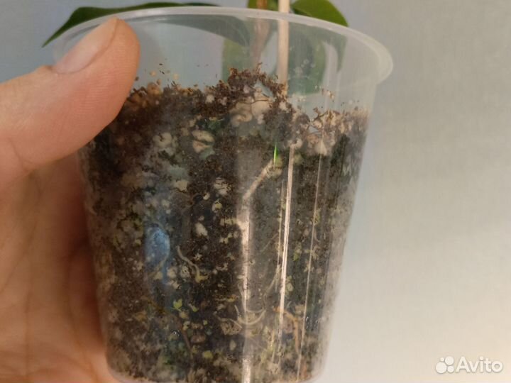 Фикус Блэк даймонд,еллоу голд