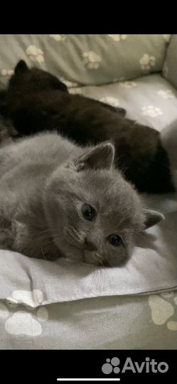 Шотландские котята