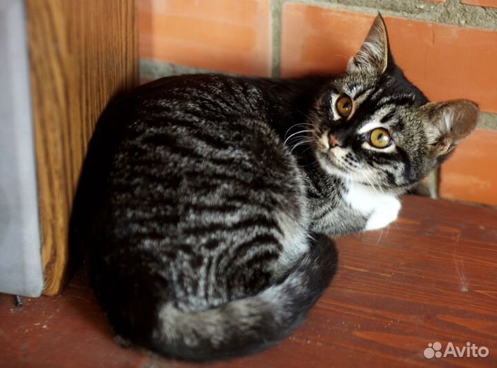 Девочка Лея ищет маму