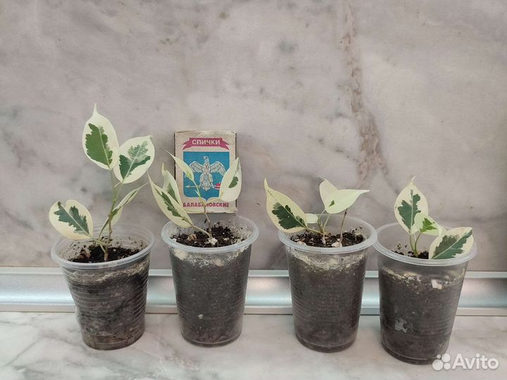 Фикус Бенджамина Твилайт