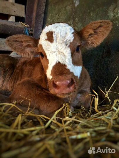 Бычки и телята