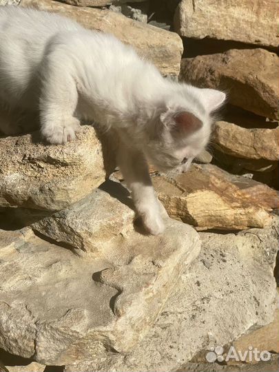 Котята мейн-кун