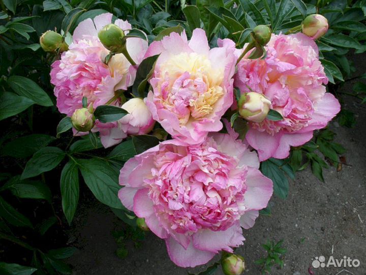 Пионы саженцы Распберри Сандей