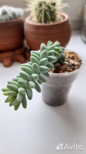 Суккуленты