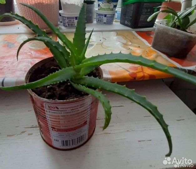 Алоэ столетник