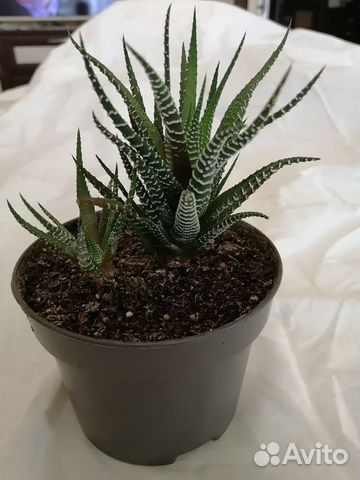 Алоэ хавортия